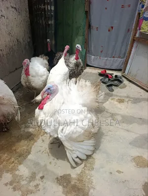 Turkey Birds