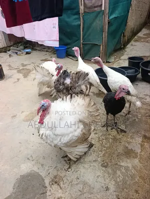 Turkey Birds