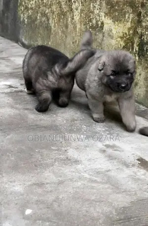 1-3 months Female Purebred Caucasian Shepherd