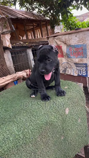 1-3 months Female Purebred Cane Corso