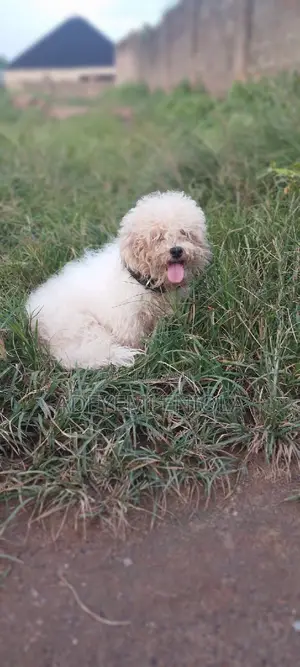 3-6 months Female Purebred Lhasa Apso