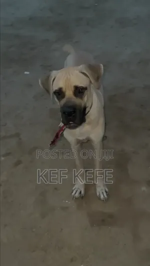 6-12 months Male Purebred Boerboel