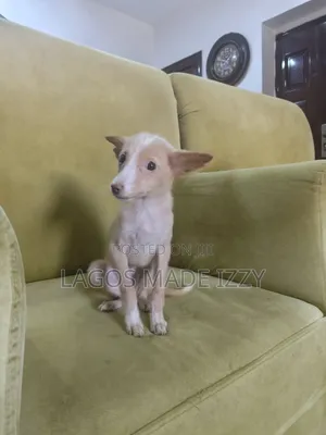 1-3 months Male Mixed Breed Dog