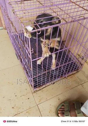 1-3 months Female Purebred German Shepherd