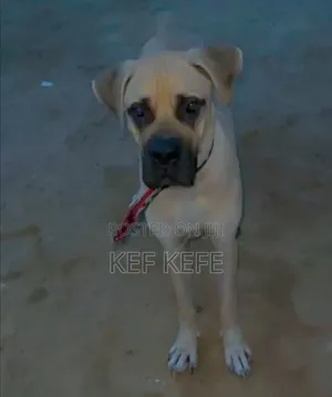 6-12 months Male Purebred Boerboel