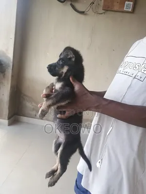 1-3 months Male Purebred German Shepherd