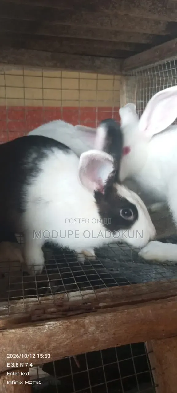 Rabbits for Sale