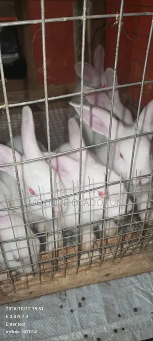 Rabbits for Sale
