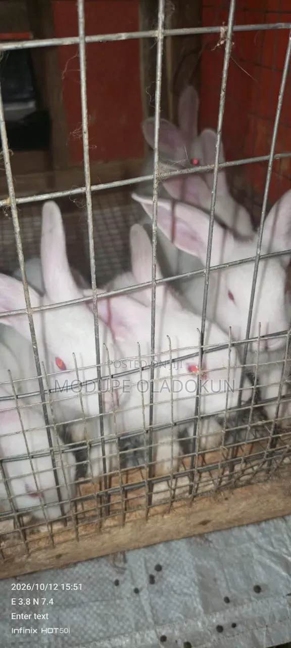 Rabbits for Sale