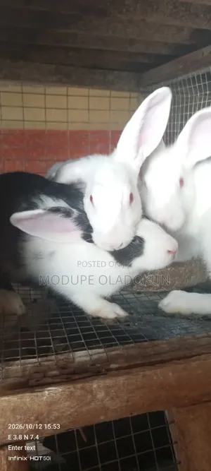 Rabbits for Sale
