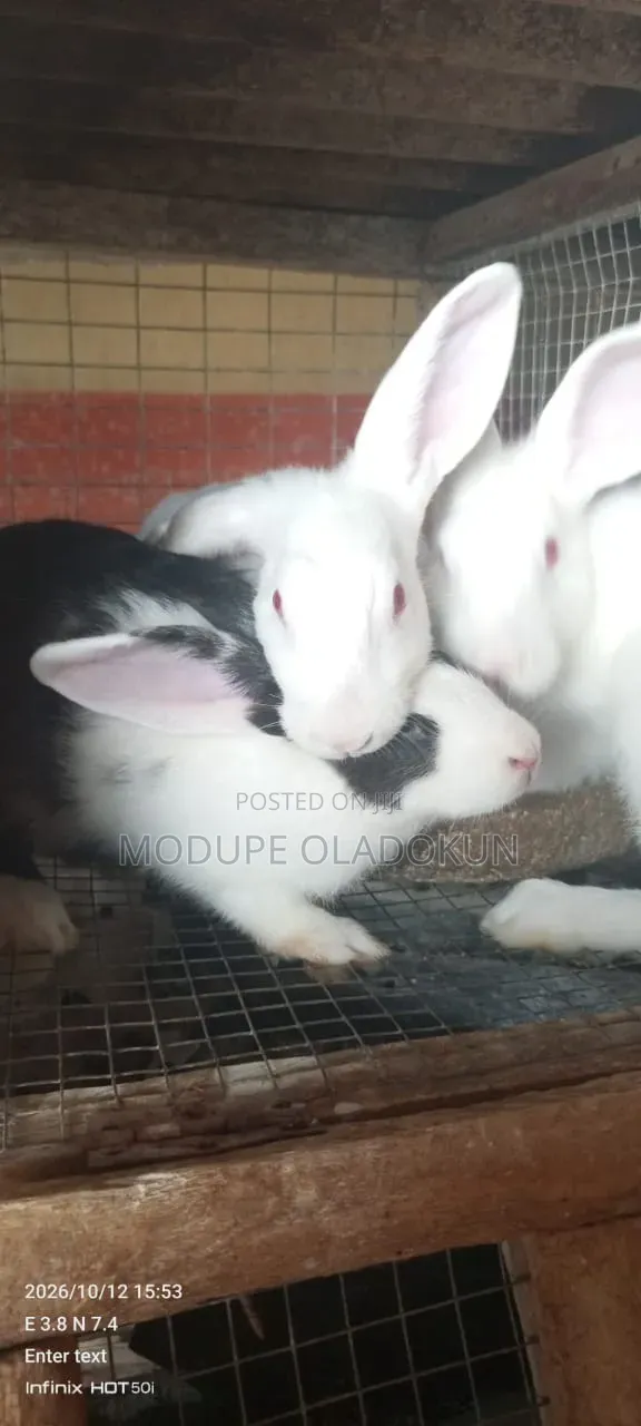 Rabbits for Sale