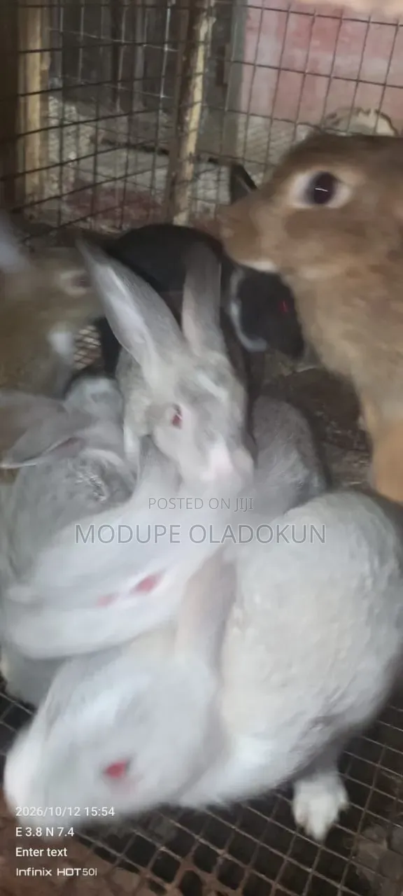 Rabbits for Sale