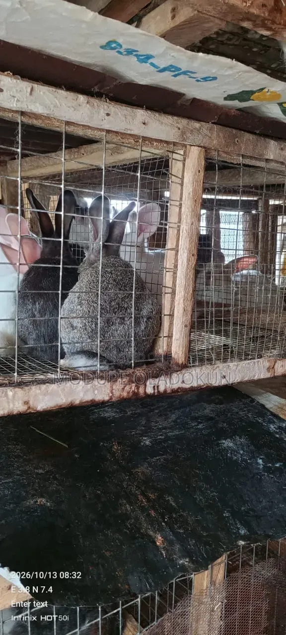 Rabbits for Sale