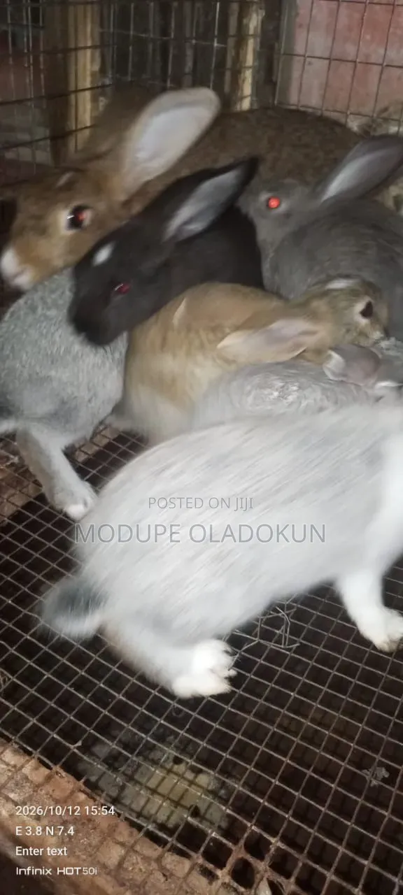 Rabbits for Sale