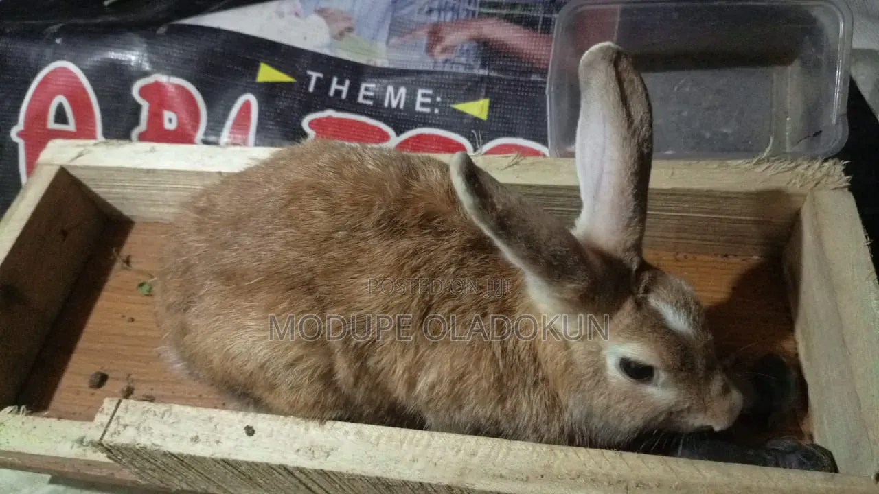 Rabbits for Sale
