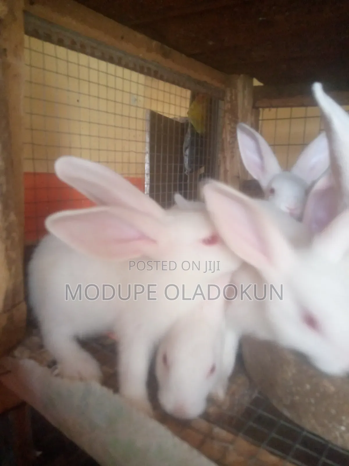 Rabbits for Sale