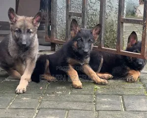 1-3 months Female Purebred German Shepherd