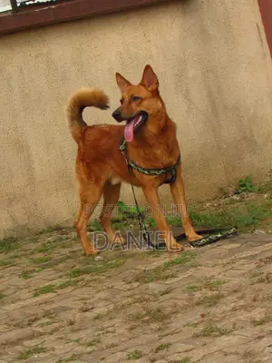 1+ year Male Purebred German Shepherd