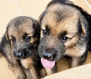 1-3 months Male Mixed Breed German Shepherd
