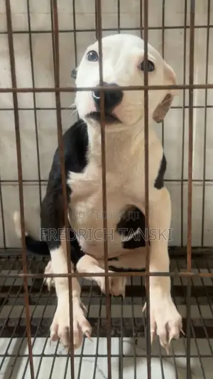3-6 months Female Purebred American Pit Bull Terrier
