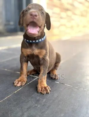 0-1 month Female Purebred Doberman Pinscher