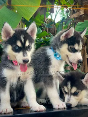 1-3 months Female Purebred Siberian Husky