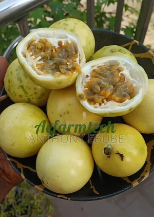 Yellow Passion Fruit Seedling