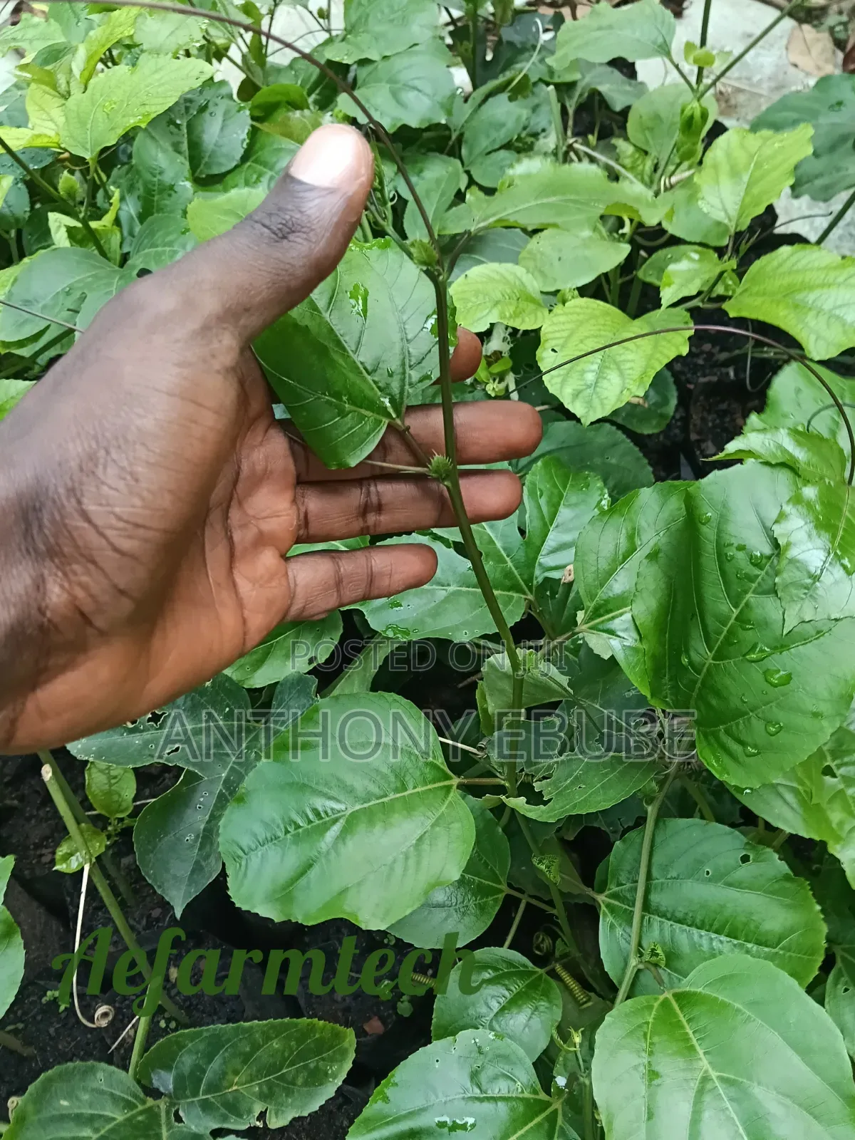 Yellow Passion Fruit Seedling
