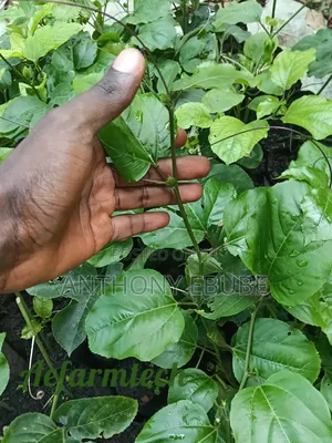 Yellow Passion Fruit Seedling