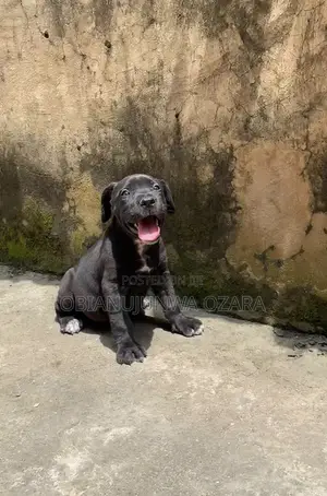 1-3 months Female Purebred Cane Corso