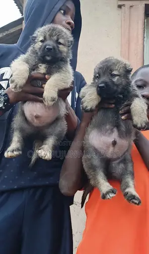 1-3 months Male Purebred Caucasian Shepherd