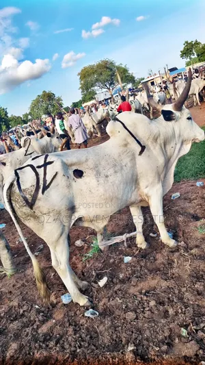 Get Your Cows for All Events Quality You Can Trust!