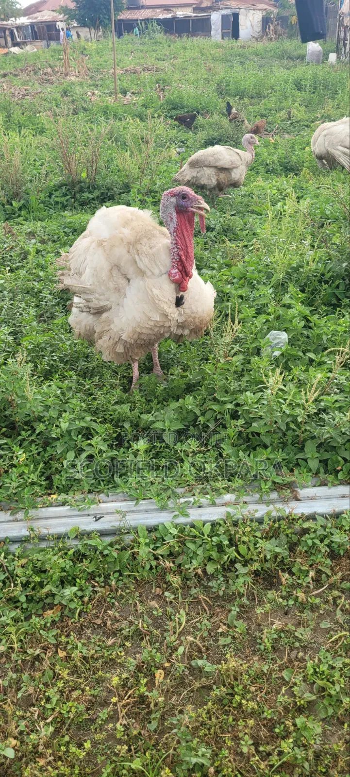 Foreign Turkey