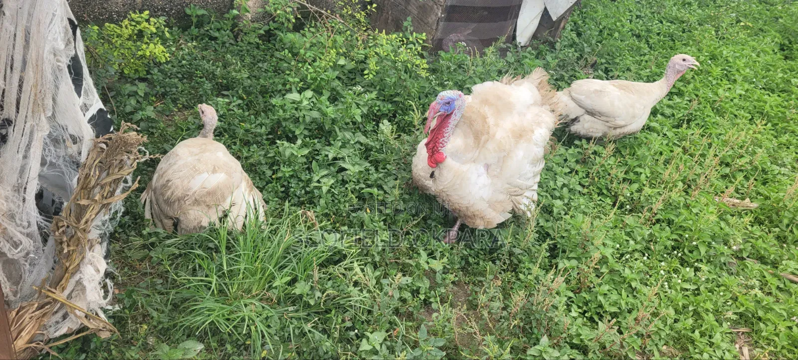 Foreign Turkey