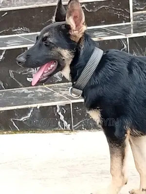 3-6 months Female Purebred German Shepherd