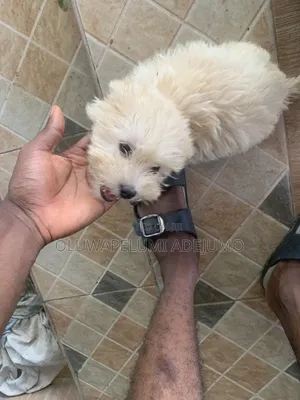 1-3 months Male Purebred Lhasa Apso