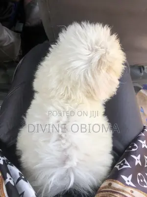 1-3 months Male Purebred Lhasa Apso