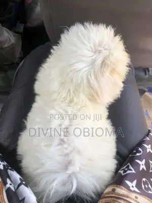 1-3 months Male Purebred Lhasa Apso