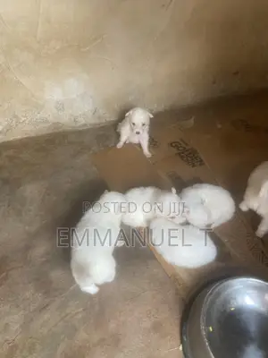 1-3 months Male Purebred American Eskimo