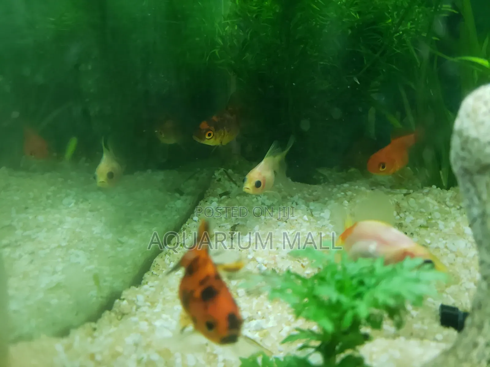 Aquarium Fish