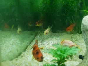 Aquarium Fish