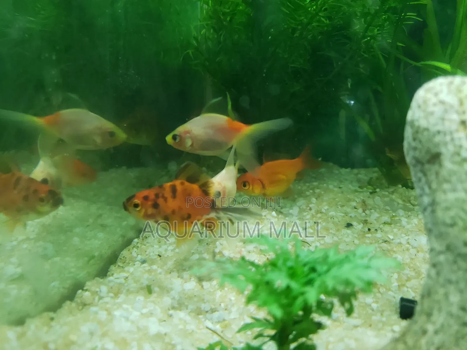 Aquarium Fish