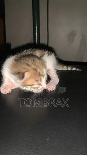 0-1 month Female Mixed Breed American Shorthair