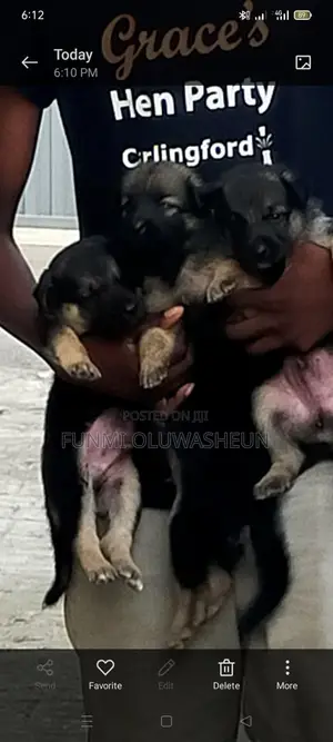 1-3 months Female Purebred German Shepherd
