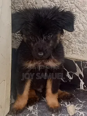 0-1 month Female Purebred German Shepherd