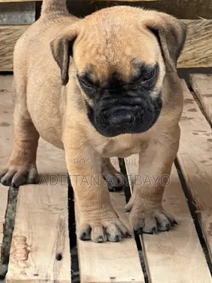 1-3 months Female Purebred Boerboel