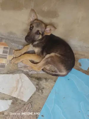 1-3 months Male Purebred German Shepherd