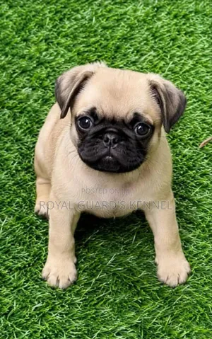 Dog Breeder/Vet