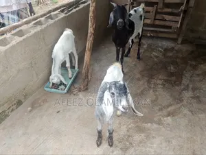 Sahel Goat