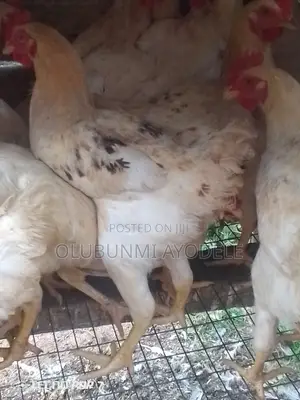 Cockerel for Sale